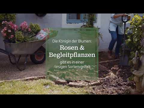 Rosen und Begleitpflanzen
