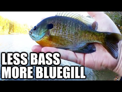 Gulp Rig TEMU Fishing Lures Review & Gulp Rig Catches Fish When Nothing Else ...