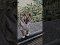 Demonic Cat Belial Behemoth Beelzebub Asmodeus Satanas Lucifer