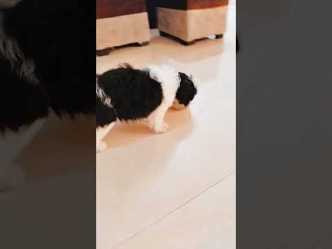 #viral #shorts # my cute little dog 🐕#dogshorts #viral #dogs 🐕🐕🐕🐕❤️❤️❤️❤️🧿🧿🧿