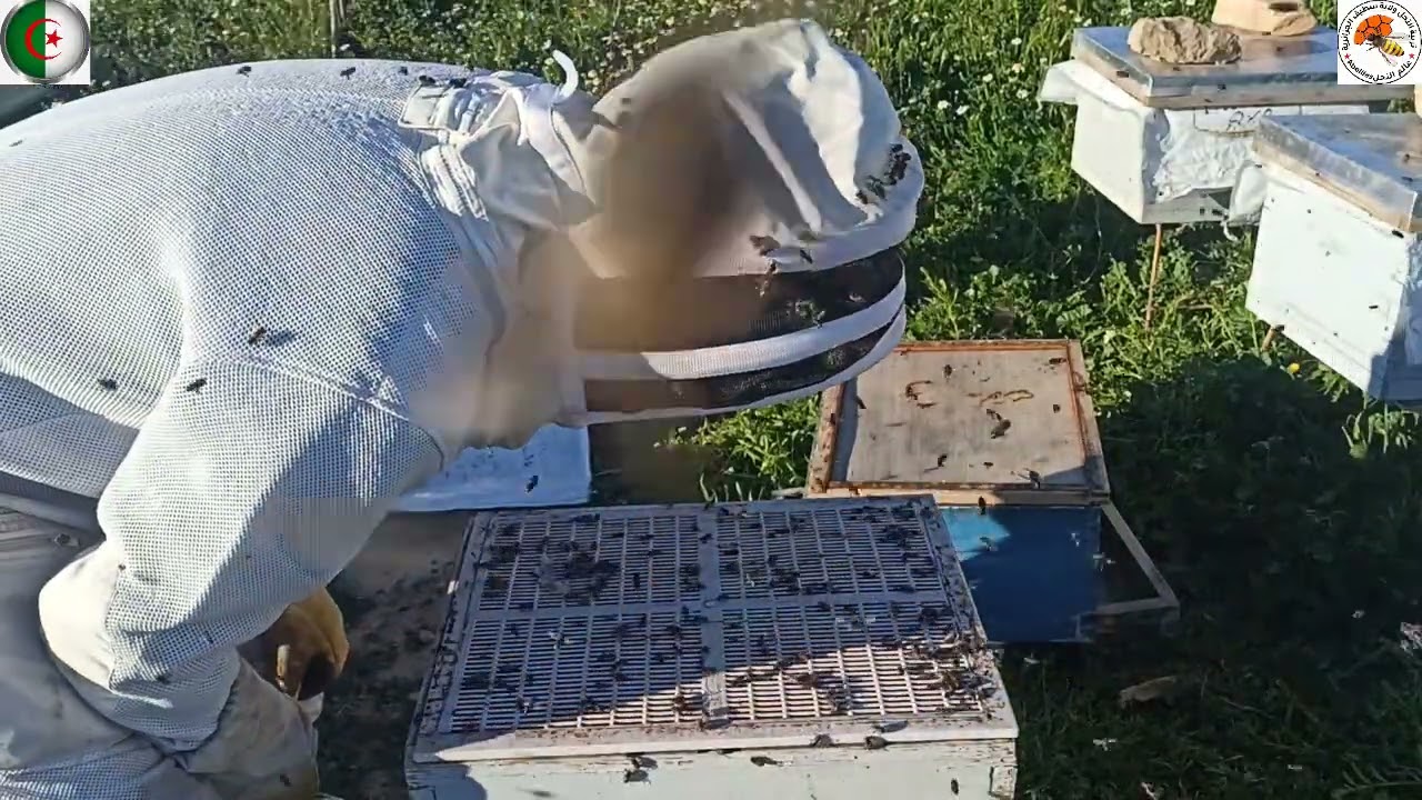 خلية نحل بعاسلة طبقت عليها طريقة ديماري تبني البيوت الملكية المنخفض الاخير غ