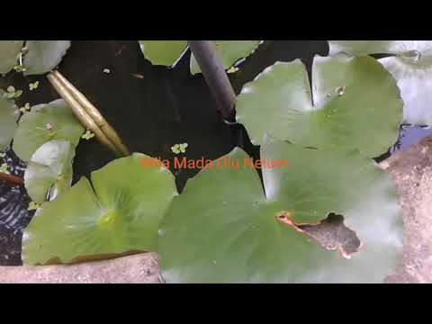 Wila Mada Olu Nelum 2024