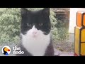 Cat Decides To Move Into This Guy S House The Dodo Cat Crazy