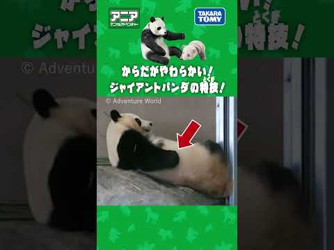 【アニア研究所】　パンダの特技！アドベンチャーワールド編【タカラトミー公式】 #アニア #タカラトミー #shorts