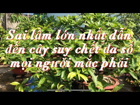 Sai lầm đa số người chơi mai mắc phải làm suy chết cây // 15-3 âm lịch