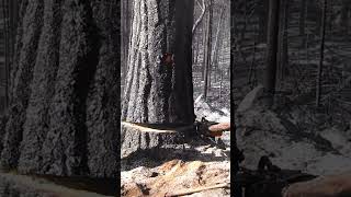 burnt trees. like and subscribe #lifeisbutadream #cuttingtrees #skills