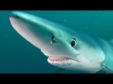 Blue Shark Adventure | JONATHAN BIRD'S BLUE WORLD