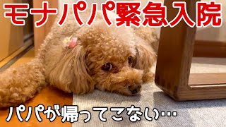【保護犬】突然パパがいなくなったら。#繁殖引退犬 #トイプードル 