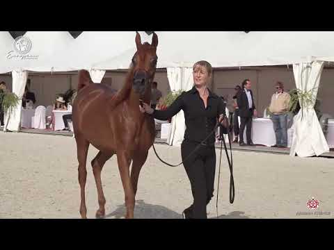 N.5 BALEA EL JYAR - European Championship 2020 - Prague - Yearling Fillies (Class 1A)