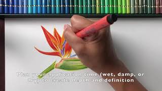 Drawing Bird of Paradise with Faber-Castell Pitt Artist Pens