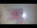 Jara S Slime