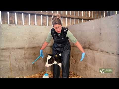 How to Stomach Tube a Calf Safely: Step-by-Step Guide | Calf Health Series Ep.10