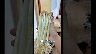 Download lagu Giant bean sprouts from peanuts. Suitable for business #shorts #funnyfacts #trending #facts #ente... mp3