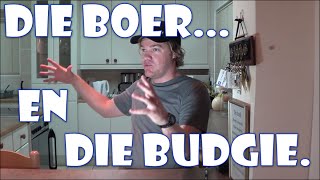Afrikaanse grappie budgie Afrikaanse grappie budgie