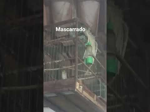 BIGODINHO MELHOR DE UTINGA BAHIA
