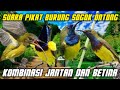 Suara Pikat Burung Sogok Ontong Kombinasi Jantan Dan Betina