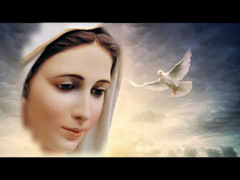 Buenos días Paloma blanca