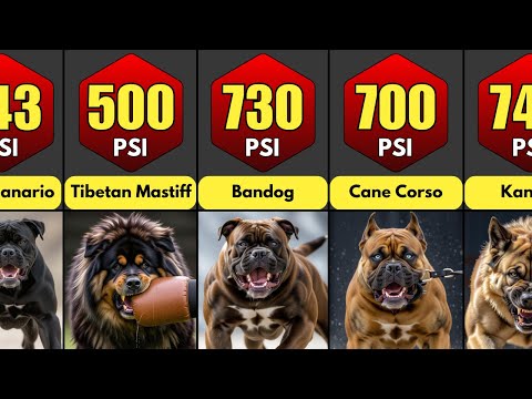 Comparison: Dog Breeds Ranked By Their Bite Force