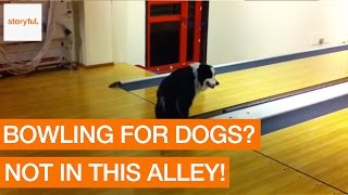 Dog goes crazy at a bowling alley