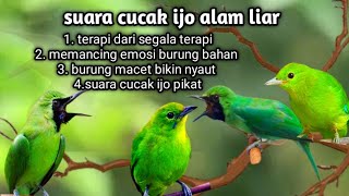 Download lagu Suara cucak ijo alam liar membangkitkan burung bahan agar gacor !!! mp3 Download lagu Suara cucak ijo alam liar membangkitkan burung bahan agar gacor !!! mp3