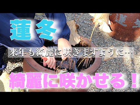 蓮の花、蓮の花