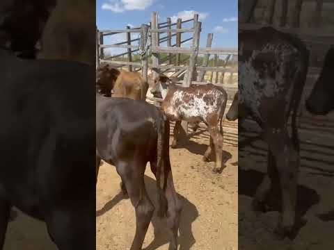 8 Bezerros: 1.250 reais cada em São Mamede/ Paraíba. Whatsapp 84 99810 2784* #gado #agro