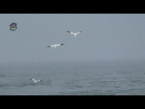 FOU de Bassan/Vol/Morus bassanus ! BRUITX