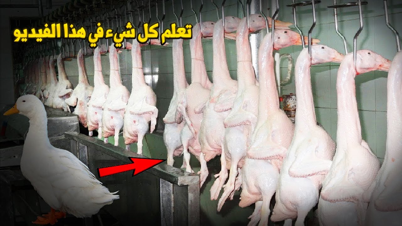 تعلم كل شي في هاذا الفيديو