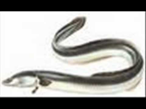 lu Cappitoni  di Clara pintadera