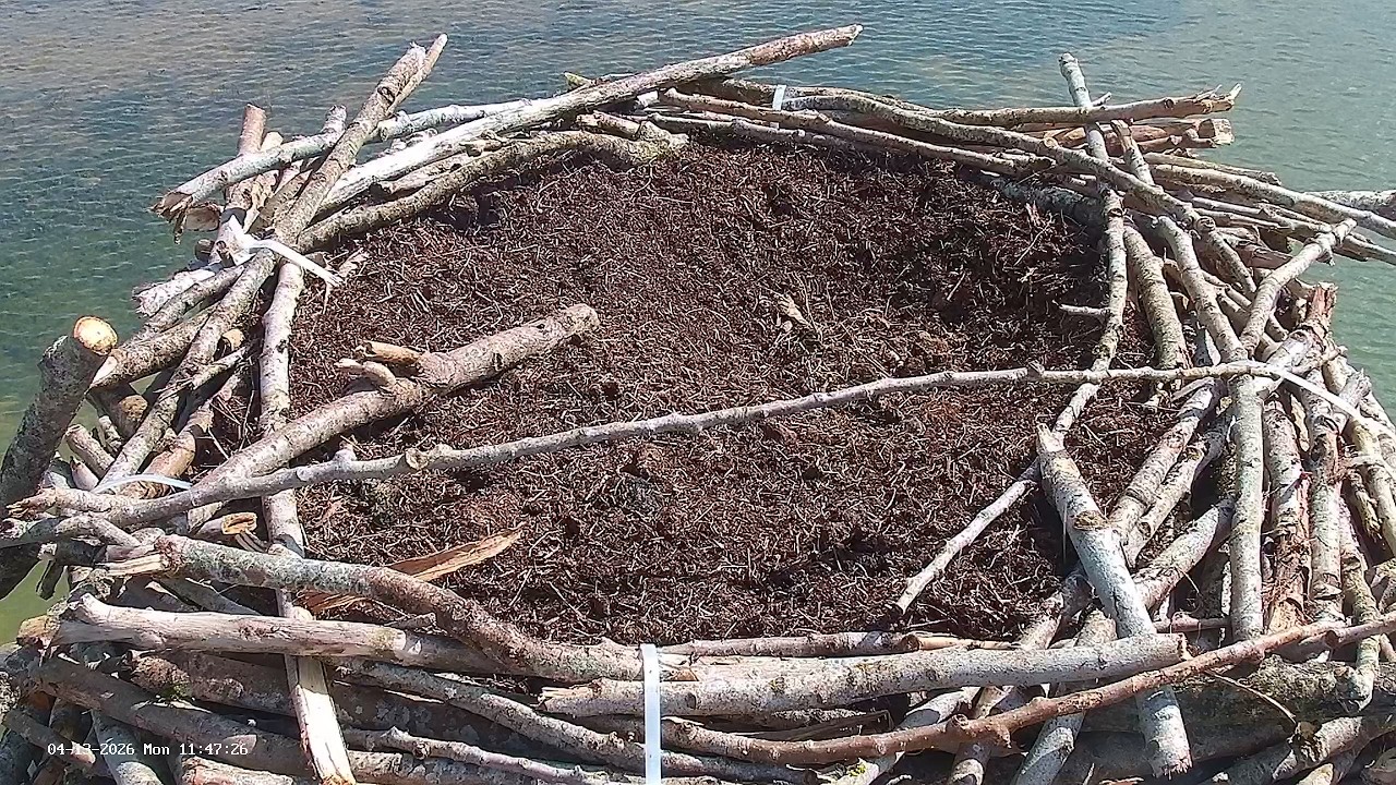 Live webcam view of Osprey Nest Cam at Rutland Water