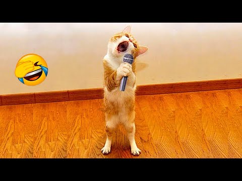 Funniest Cat Videos Will Make You Laugh #194 - Funny Animal Videos