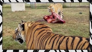 Feeding the lads | TIGER/LION FEEDING