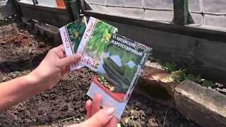Как лучше правильно посадить огурцы весной в грунт - Видео онлайн