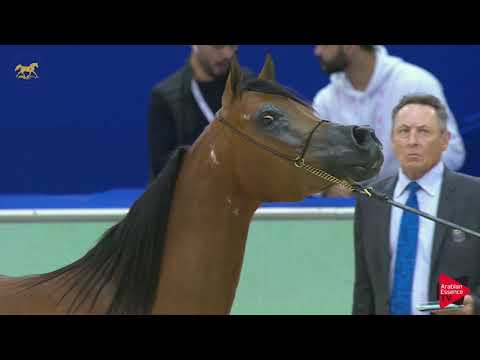 N 90 MF ALREEM   Dubai 2019   Mares in age 4  6 years old