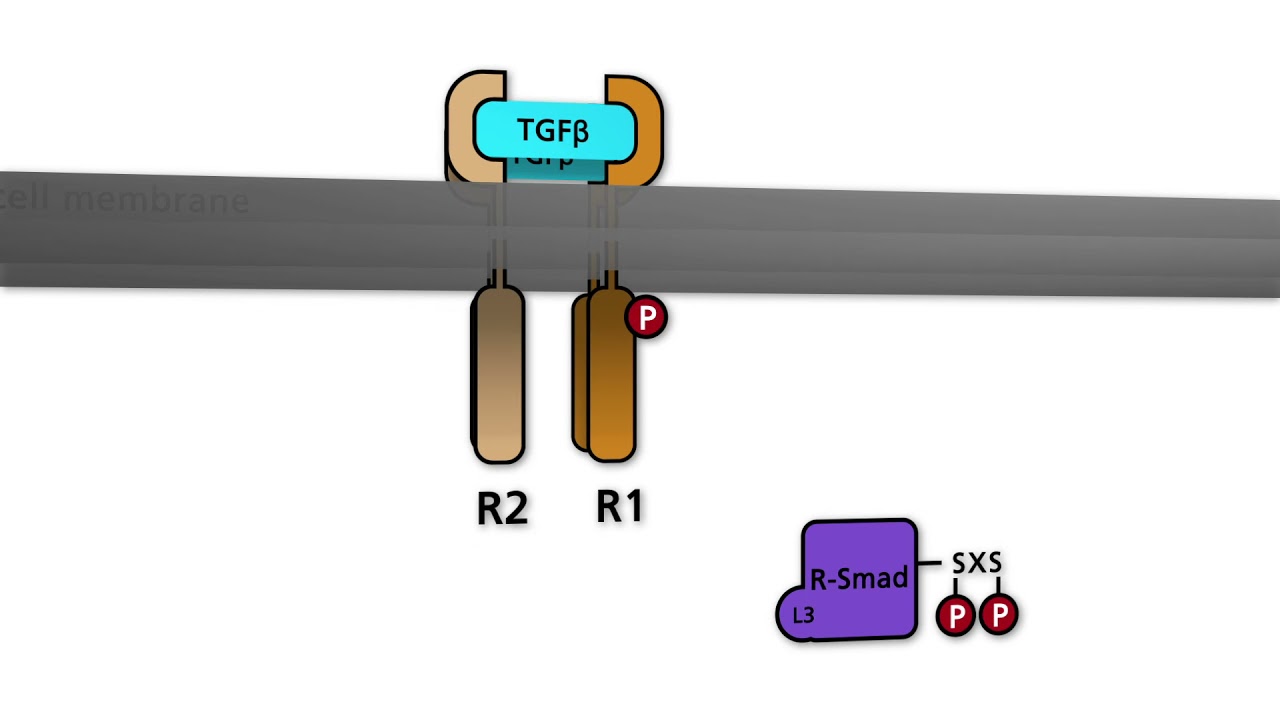 TGF-beta signaling