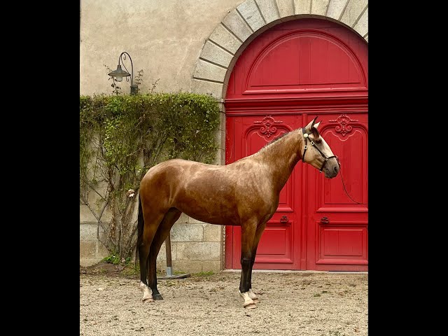 jument pure race lusitanienne 