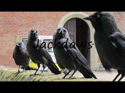 How to Pronounce Jackdaws?