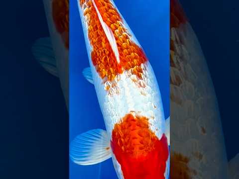 Video Vorschau Ginrin Sakura Ogon