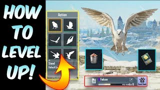 Pubg Mobile || How to level up Companion || Easy Way (Hindi)