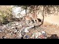 Donkey Mating Full Video Animals Donkey Mating