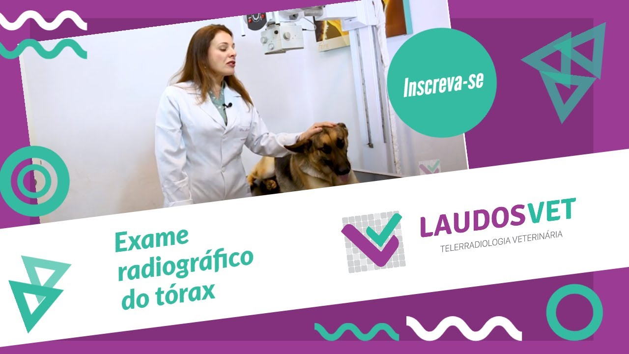 Exame radiográfico do tórax - Laudosvet