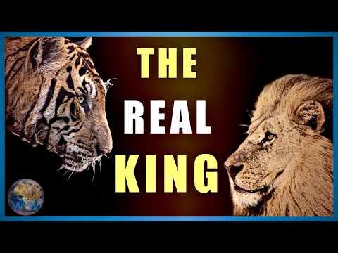 Tiger vs Lion Fanboys - The Debate that Broke Wikipedia