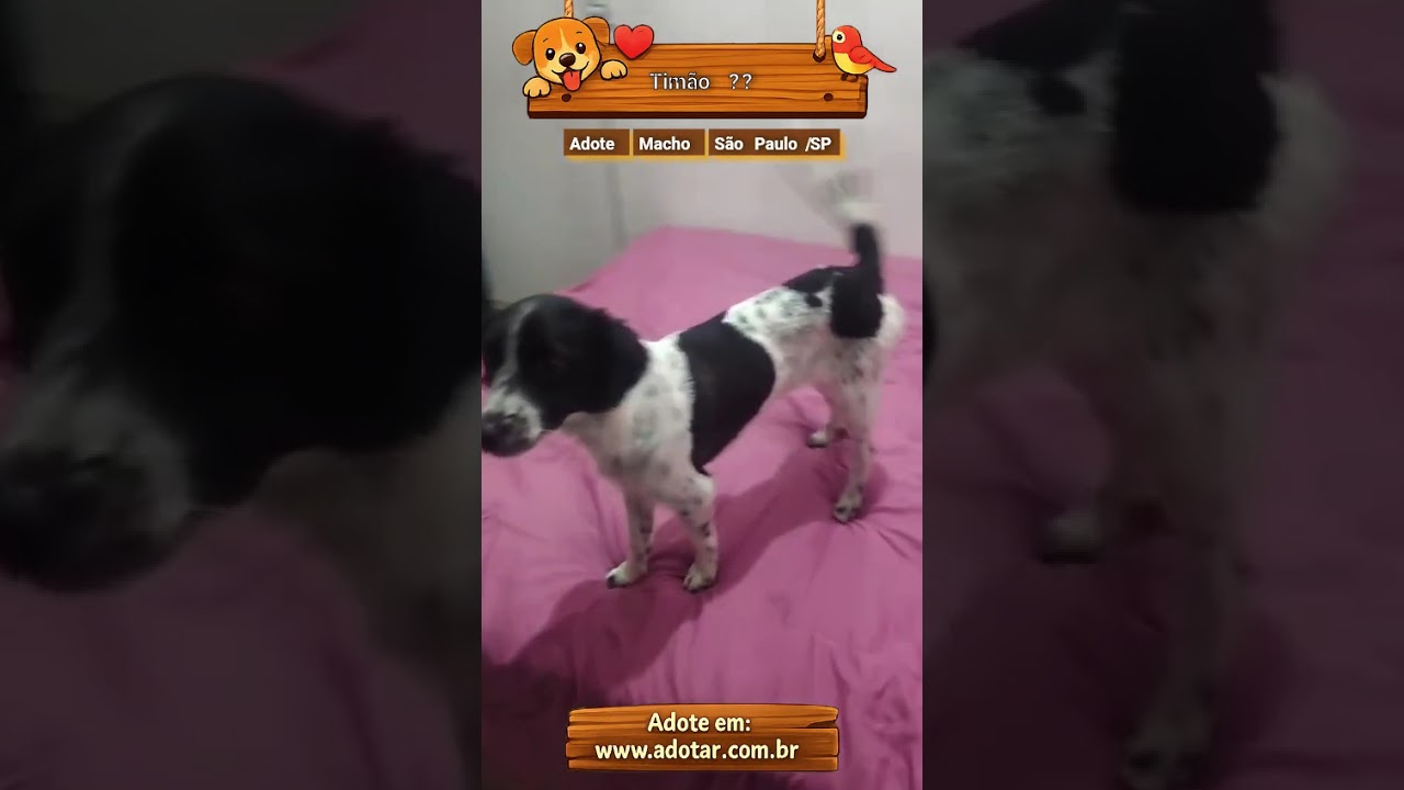 Cachorro raça SRD-ViraLata idade 1 ano nome Timão ??