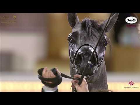 N 70 WADEE ALJASSIMYA   Katara International Arabian Horse Festival   Colts 2 Years Old Class 5A