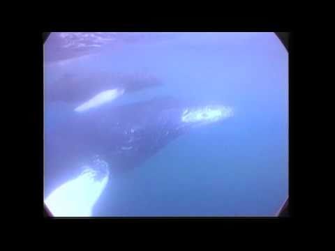 "The Humpback Whales Are Blowing Bubbles"  (Available on Spotify, Apple Music, iTunes & Amazon)