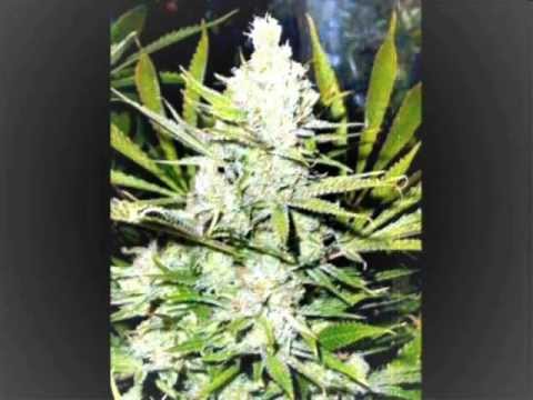 KC-Dee - Amnezia [Remix]