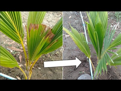 How to protect coconuts from pests in the usual way