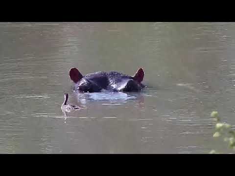 Djuma: Can a Hippo and Little Grebe see eye to eye on things? - 13:41 - 04/16/20