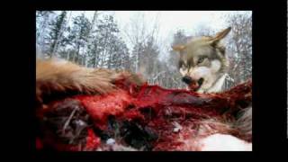 heartthe wolf Video