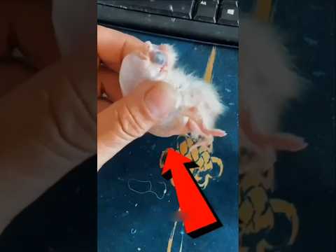 From Balloon to Life 🥹 | Parrot Baby Rescue #birds #trending #shortvideo